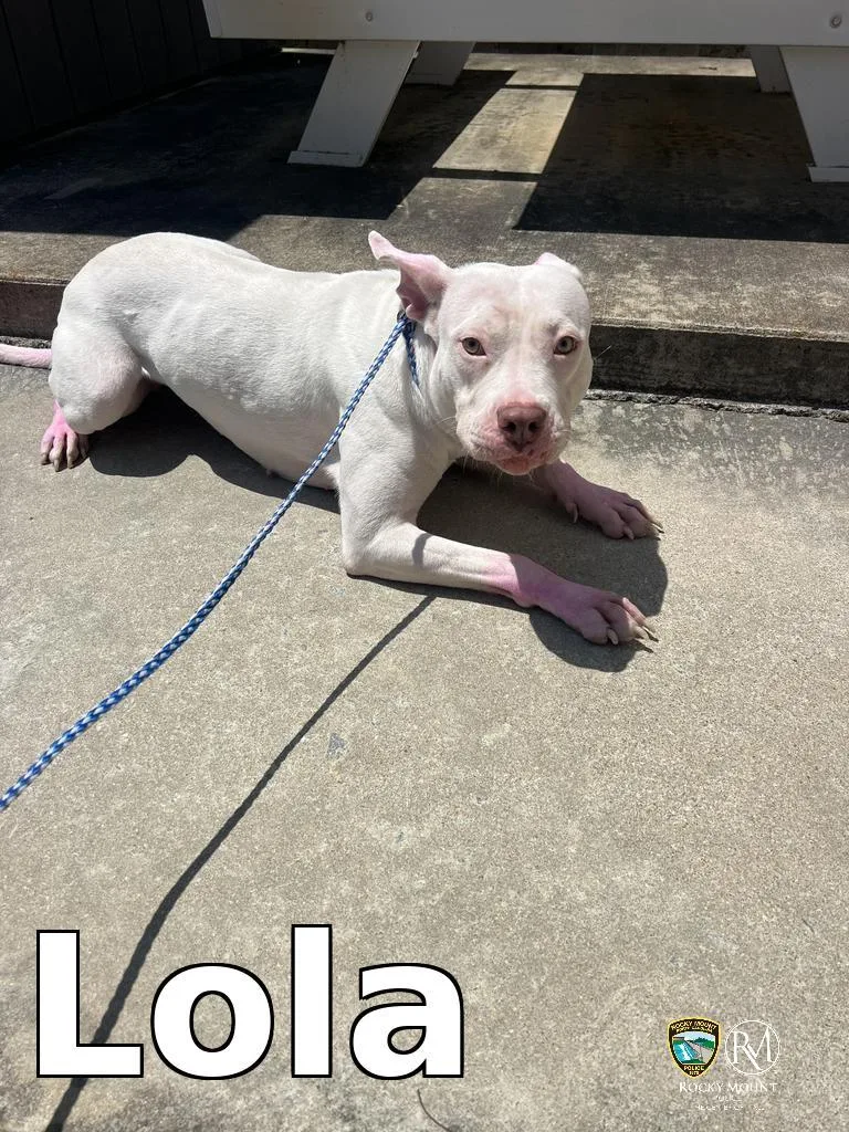 A young medium-sized female Pit Bull Terrier dog named Lola for adoption in Rocky Mount, NC