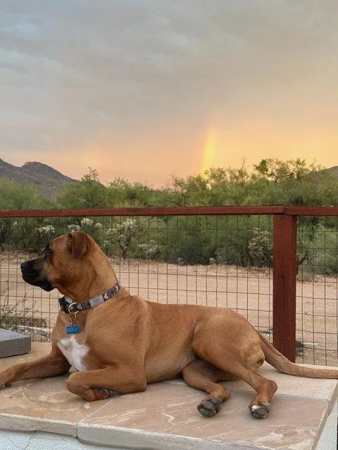 A young extra large-sized female Rhodesian Ridgeback dog named Molly for adoption in Chandler, AZ