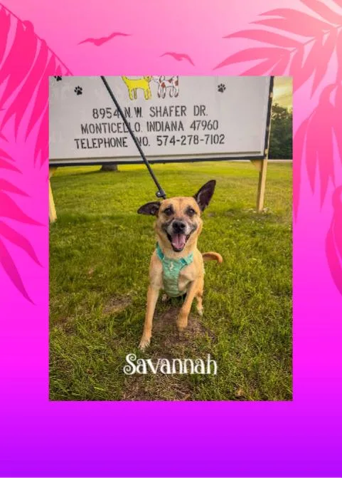An adult medium-sized female Yellow / Tan / Blond / Fawn Shepherd dog named Savannah for adoption in Monticello, IN