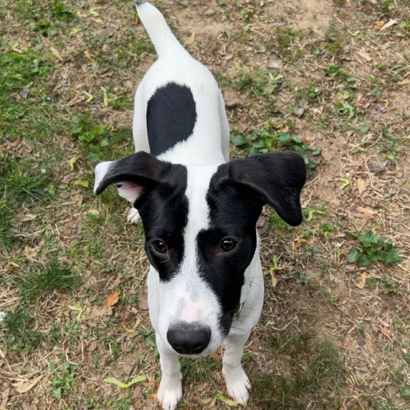 Zorro