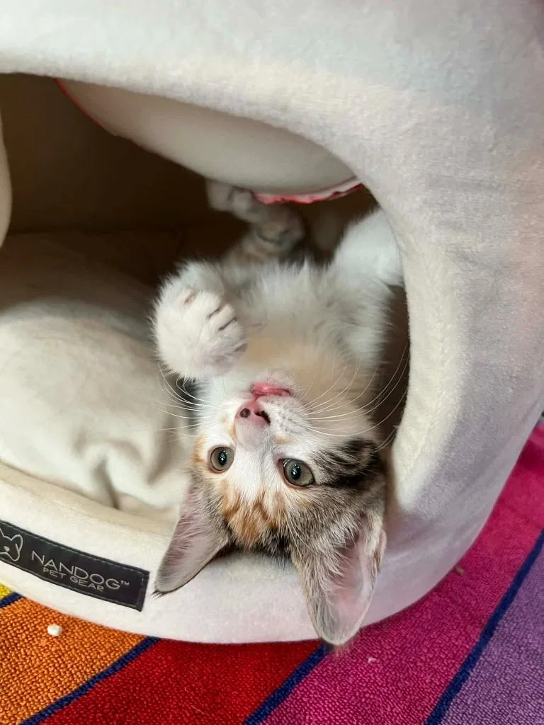 A baby medium-sized female Domestic Short Hair cat named Spunky for adoption in Hoover , AL