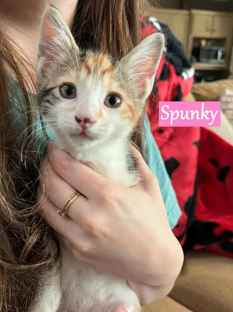 Spunky thumbnail 3