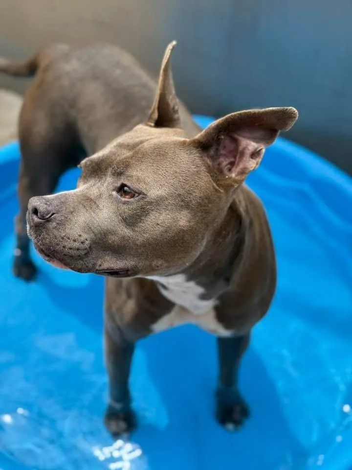 An adult medium-sized female Gray / Blue / Silver Pit Bull Terrier dog named Bluebell for adoption in Chicago, IL