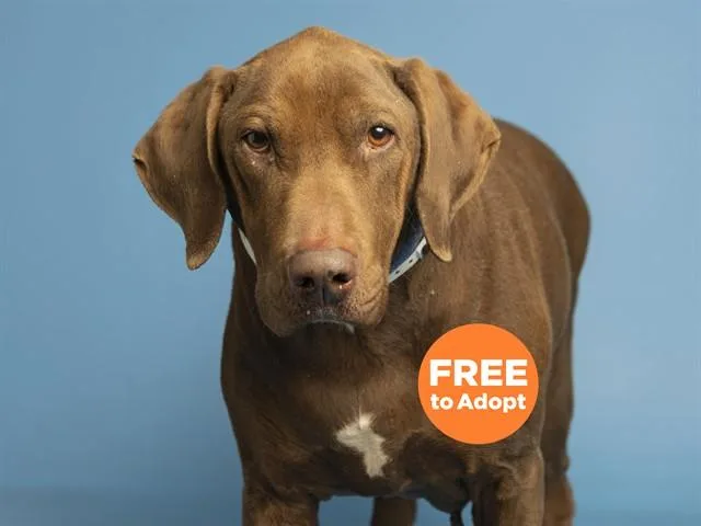 An adult medium-sized female Labrador Retriever dog named Stony for adoption in Phoenix, AZ