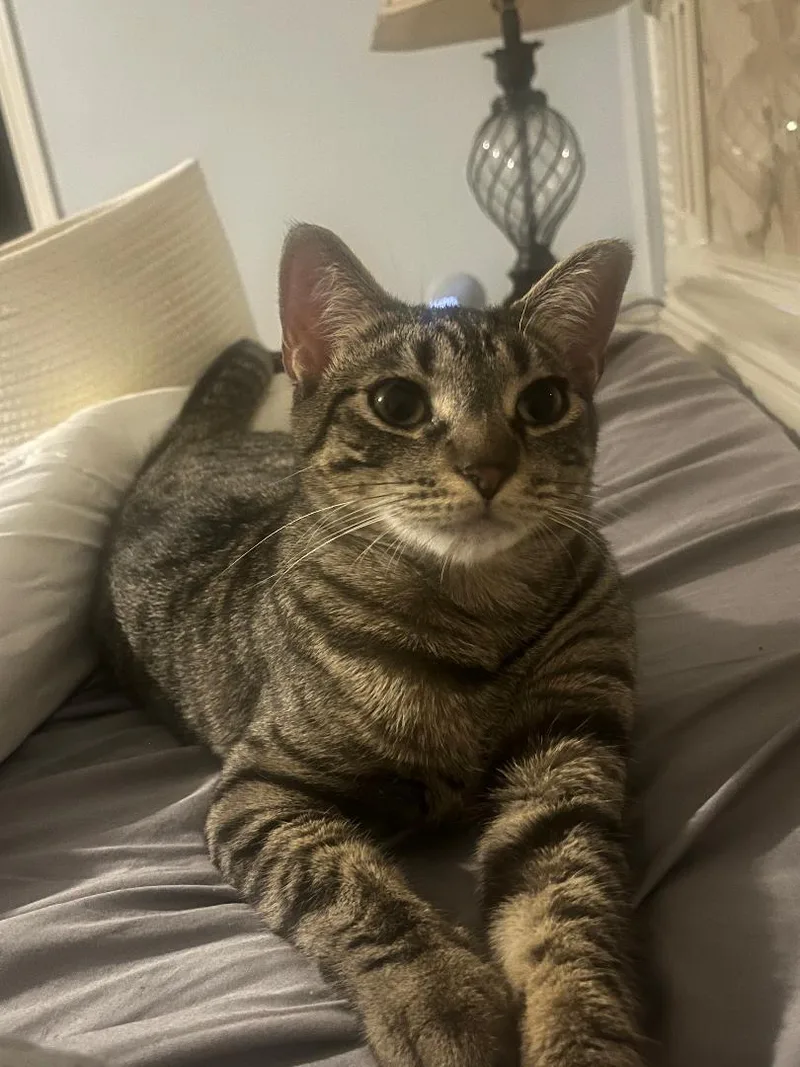 A young medium-sized female Tabby (Brown / Chocolate) Tabby cat named Tater Tot for adoption in Macomb, MI