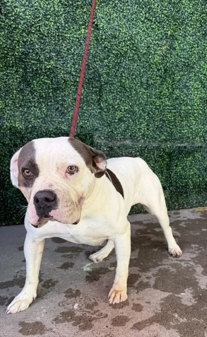 A baby medium-sized male American Bulldog dog named 61800644 for adoption in El Paso, TX
