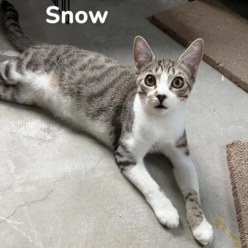 Snow