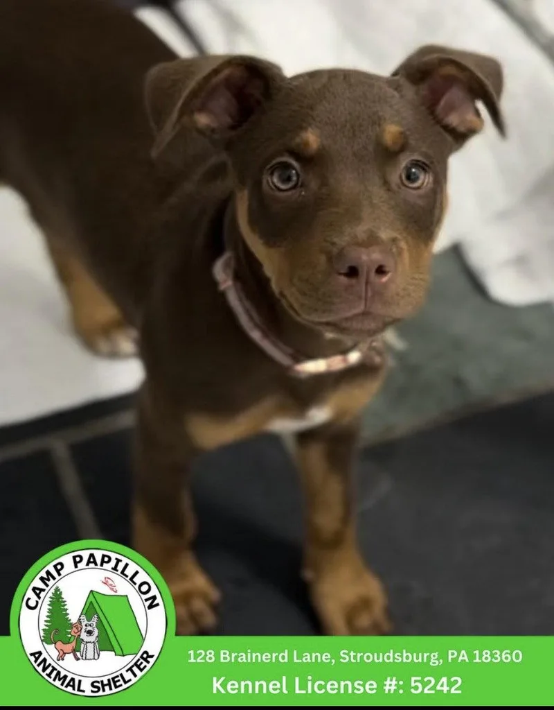 A young medium-sized female Mixed Breed dog named Coco for adoption in Stroudsburg, PA