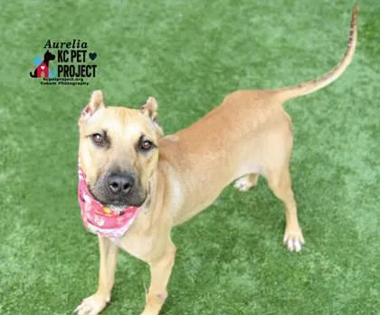 An adult large-sized female Yellow / Tan / Blond / Fawn Pit Bull Terrier dog named Aurelia for adoption in Kansas City, MO