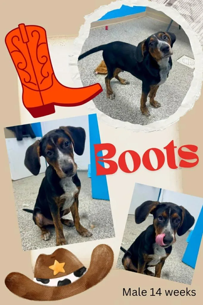 Boots