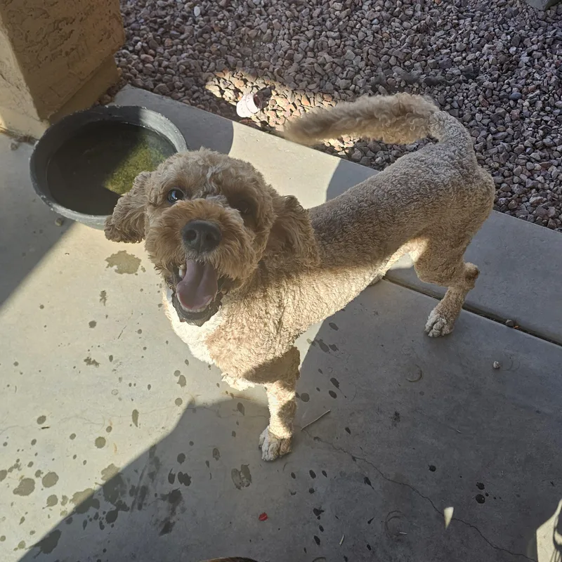An adult medium-sized male Golden Goldendoodle dog named Teddy for adoption in Buckeye, AZ