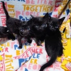 A baby small-sized male Black Domestic Short Hair cat named Barry for adoption in West Palm Beach, FL