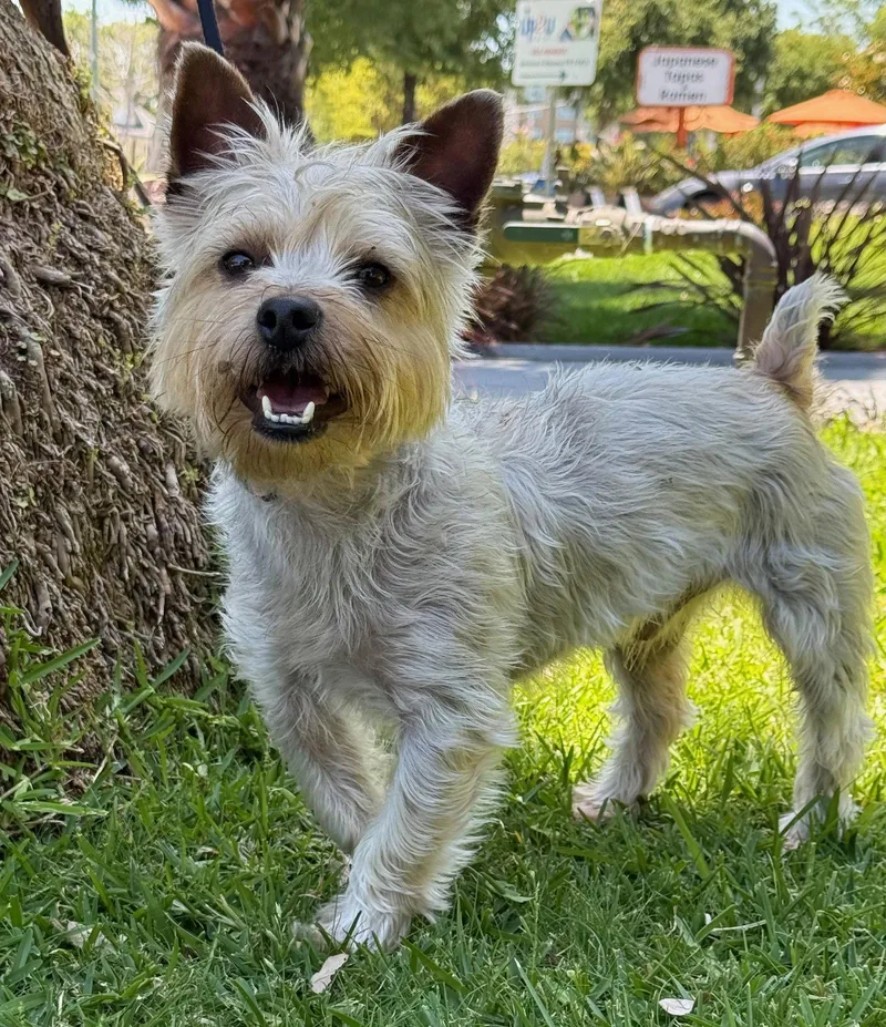 A young small-sized male West Highland White Terrier / Westie dog named Okra for adoption in Palo Alto, CA