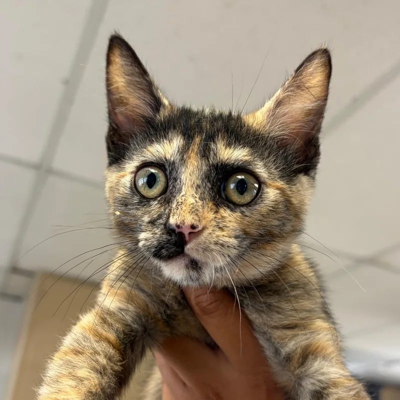 A baby small-sized female Tortoiseshell Domestic Short Hair cat named Freya for adoption in Santa Barbara, CA