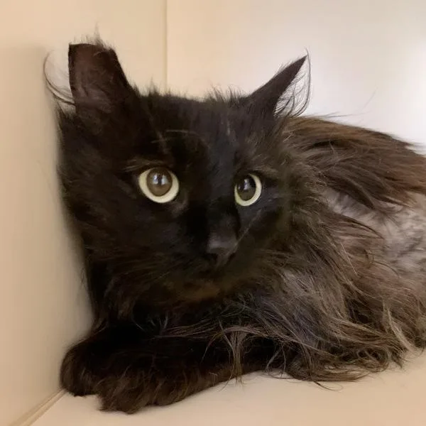 An adult medium-sized female Domestic Medium Hair cat named Pecan Pam for adoption in Silverdale, WA