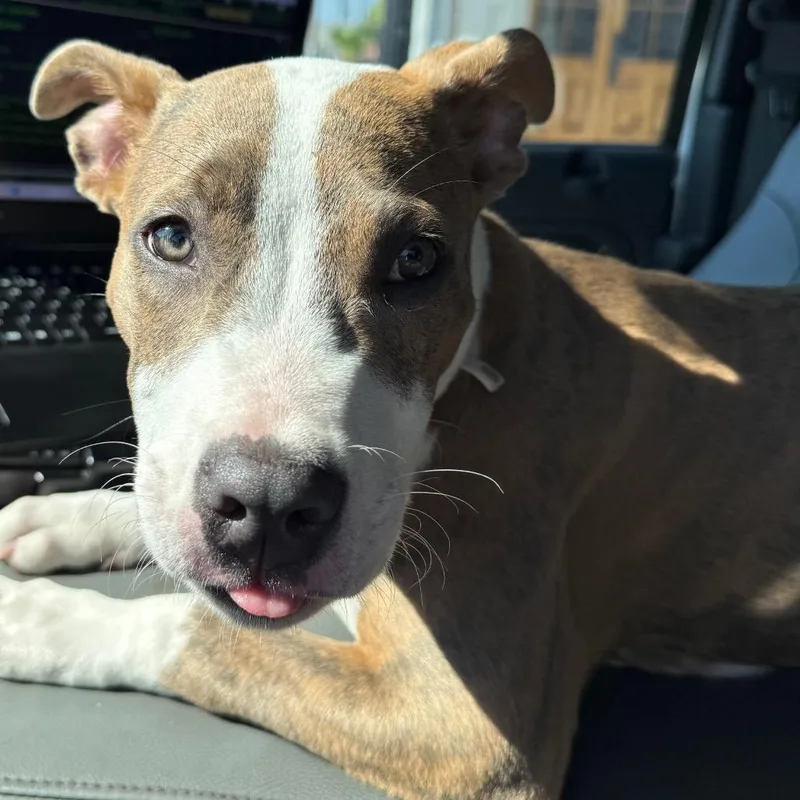 A baby medium-sized male Pit Bull Terrier dog named Lurch for adoption in Galveston, TX