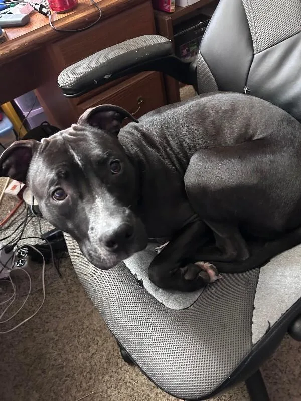 An adult medium-sized male Black Mixed Breed dog named Blake Shelton for adoption in Cincinnati, OH