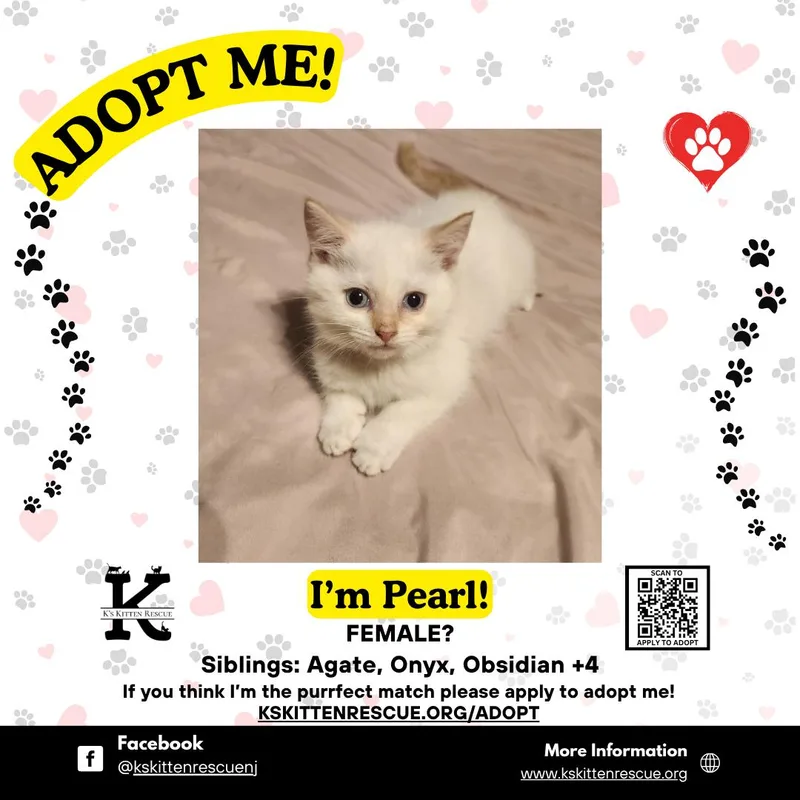 A baby medium-sized female Flame Point Domestic Short Hair cat named Pearl for adoption in Brick, NJ