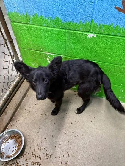 A young medium-sized female Shepherd dog named Turkey for adoption in Paducah, KY