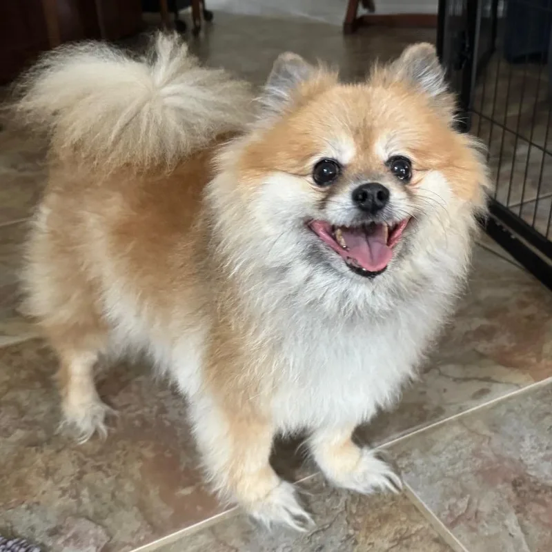 A senior small-sized male Yellow / Tan / Blond / Fawn Pomeranian dog named Jax for adoption in Pensacola, FL