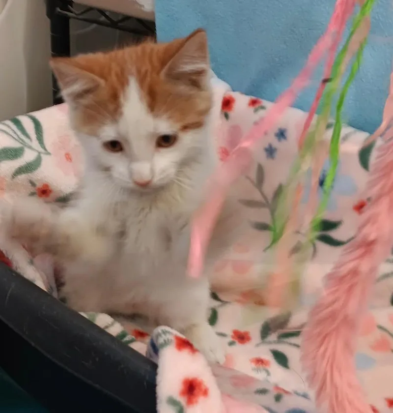 A baby medium-sized female Calico cat named Miss Frizzle Keesha for adoption in Crandon, WI