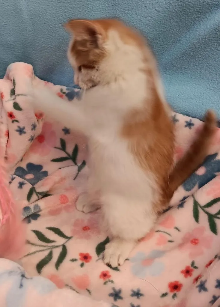 Miss Frizzle Keesha thumbnail 2