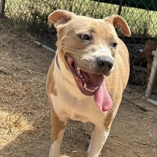 A young large-sized female Pit Bull Terrier dog named Lizzie for adoption in Horn Lake, MS