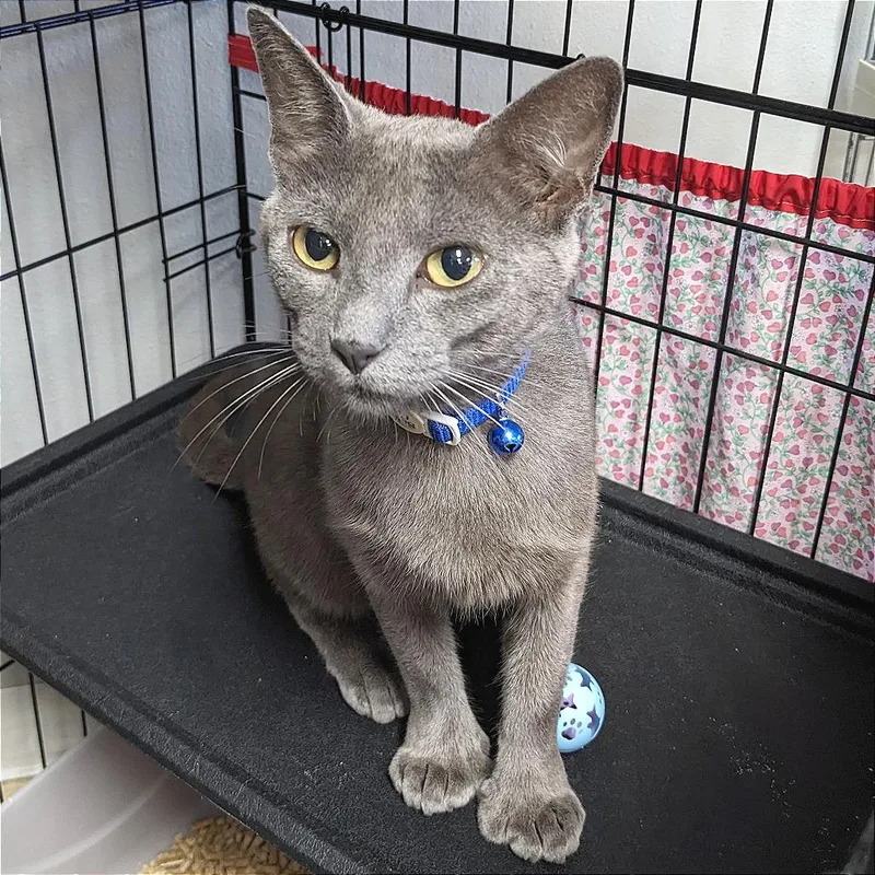 An adult medium-sized female Gray / Blue / Silver Extra-Toes Cat / Hemingway Polydactyl cat named Polly LR for adoption in Union, MO
