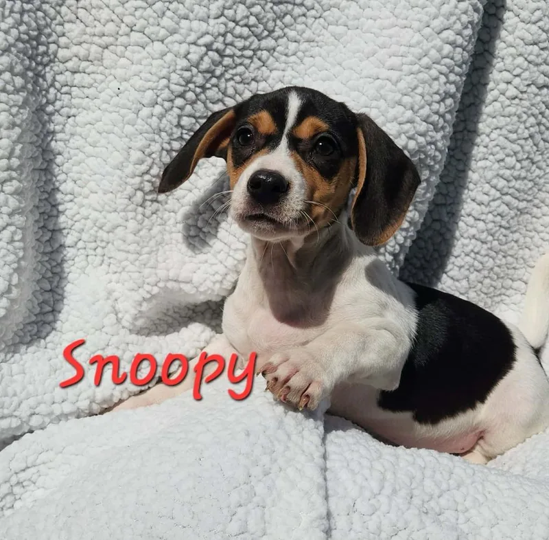 Snoopy