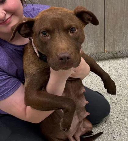 An adult large-sized female Brown / Chocolate Pit Bull Terrier dog named Kit Kat for adoption in Kansas City, MO