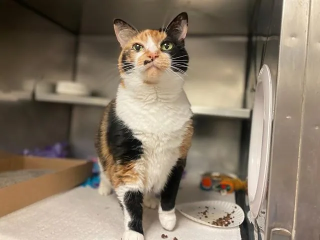 An adult large-sized female Domestic Short Hair cat named Princess Paws for adoption in Fort Wayne, IN