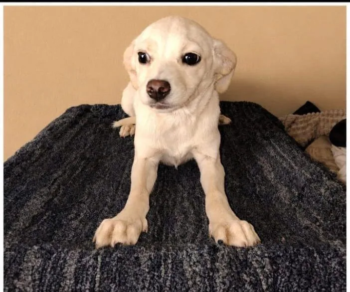A baby small-sized female White / Cream Puggle dog named Pixie for adoption in Chula Vista, CA
