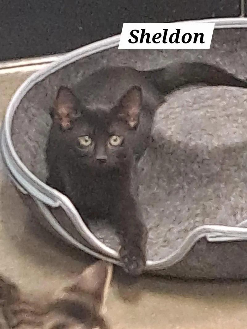 Sheldon