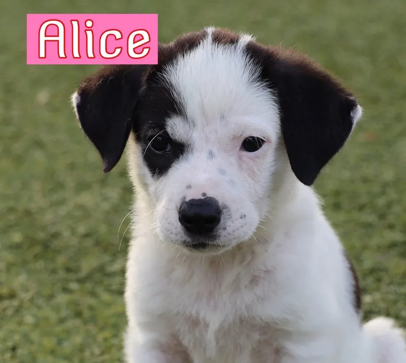 Alice thumbnail 3