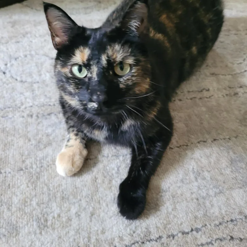 An adult large-sized female Domestic Short Hair cat named Ginger for adoption in Viroqua, WI