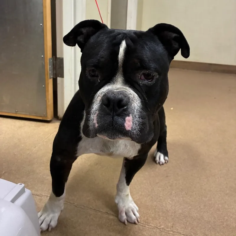 An adult medium-sized male Black Mixed Breed dog named Mr. McGruff for adoption in Chattanooga, TN