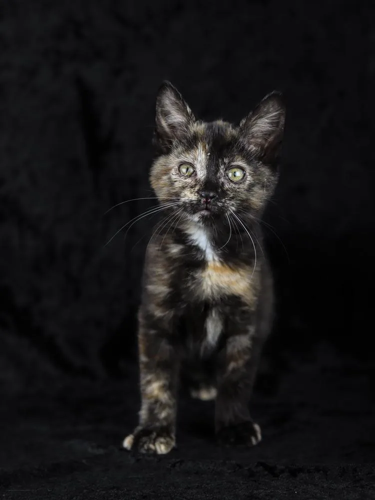 A baby small-sized female Domestic Long Hair cat named Elektra for adoption in Lewisburg, TN