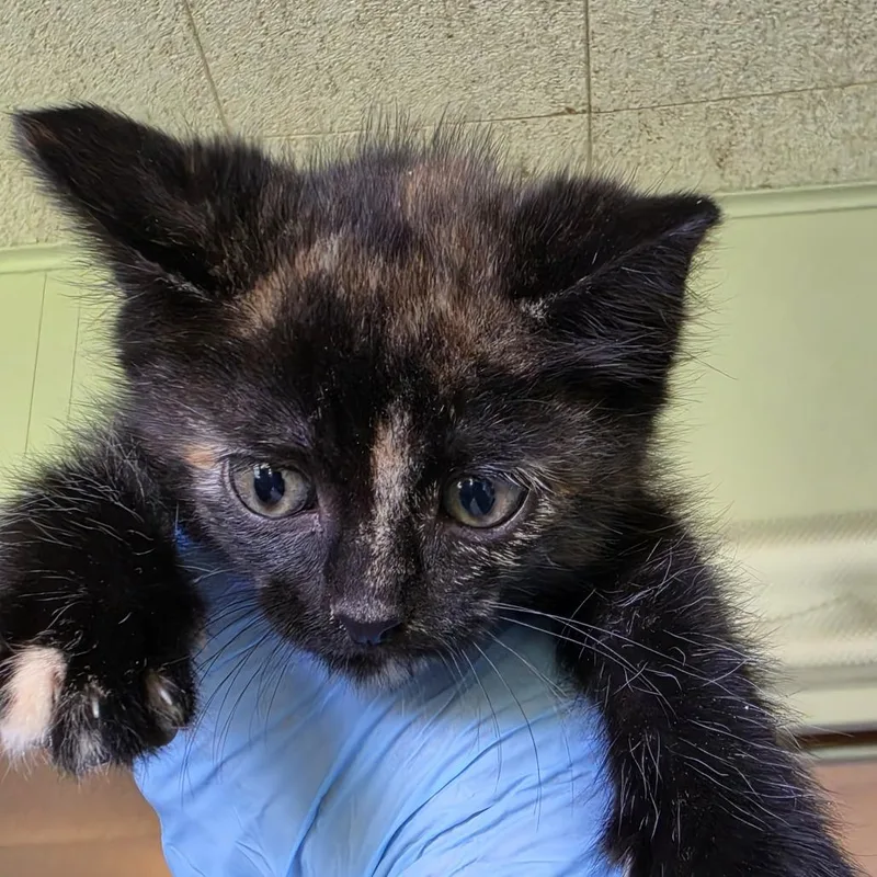 A baby small-sized female Tortoiseshell Domestic Short Hair cat named Brownie for adoption in Troy, IL
