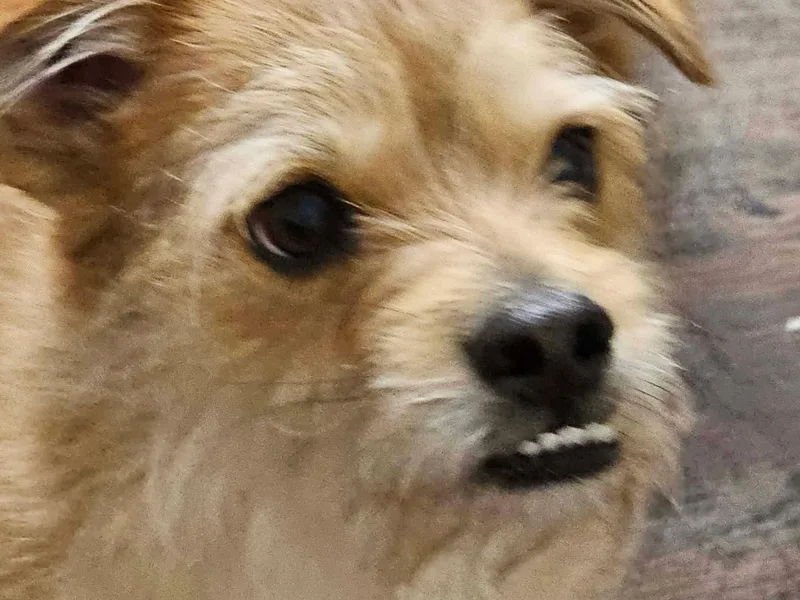 Toby