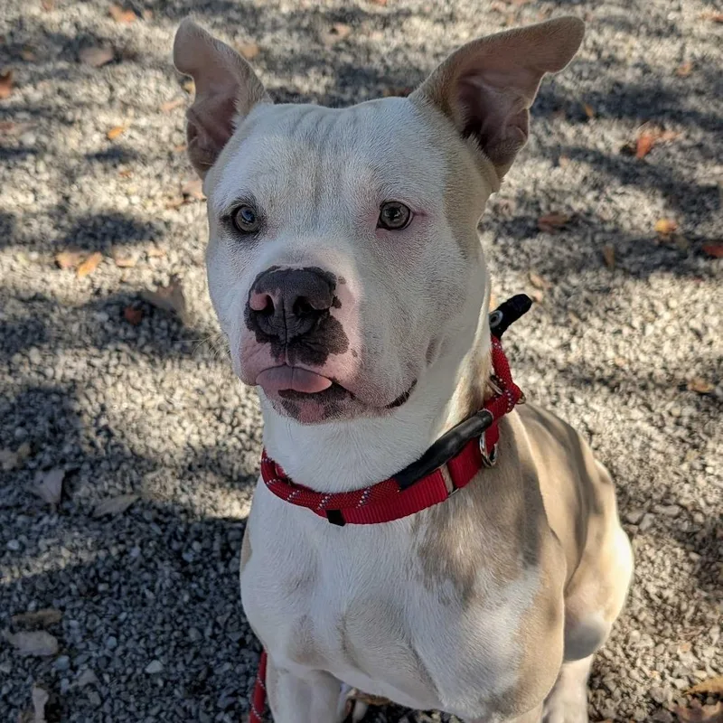 A young medium-sized male Yellow / Tan / Blond / Fawn Mixed Breed dog named Zyzy for adoption in Asheville, NC