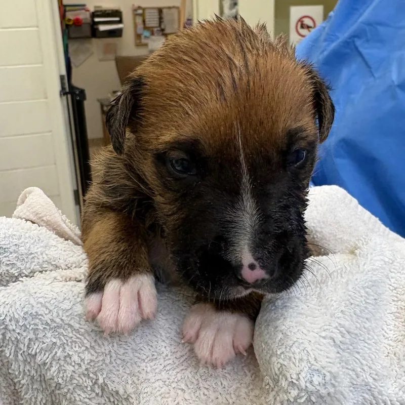 A baby small-sized male Gray / Blue / Silver Mixed Breed dog named Nutmeg for adoption in Auburn, AL
