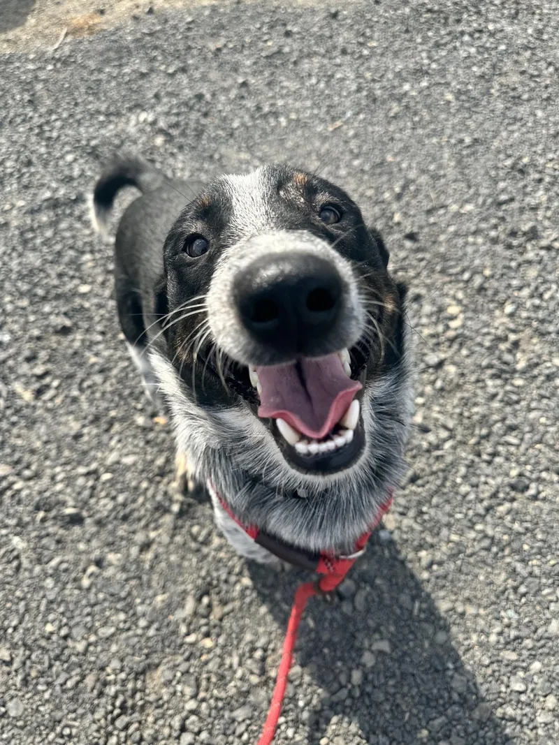 An adult medium-sized male Tricolor (Brown, Black, & White) Border Collie dog named Dire for adoption in Sonora, CA