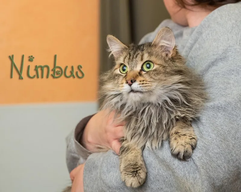A young medium-sized male Tabby (Buff / Tan / Fawn) Domestic Long Hair cat named Nimbus for adoption in Somerset, PA