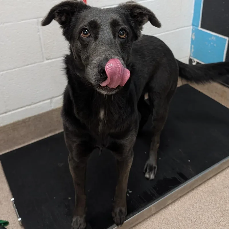 An adult medium-sized female Gray / Blue / Silver Mixed Breed dog named Winnie for adoption in Ardmore, OK