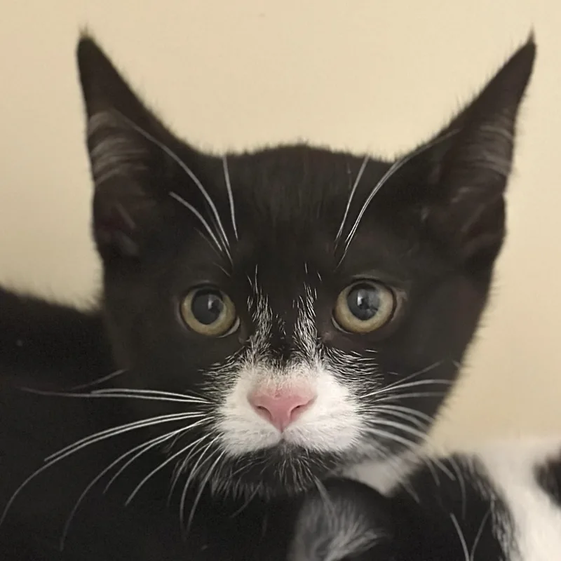A baby medium-sized female Black & White / Tuxedo Domestic Short Hair cat named Rue for adoption in Victor, NY