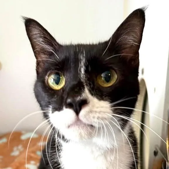 Mr. Boots thumbnail 2