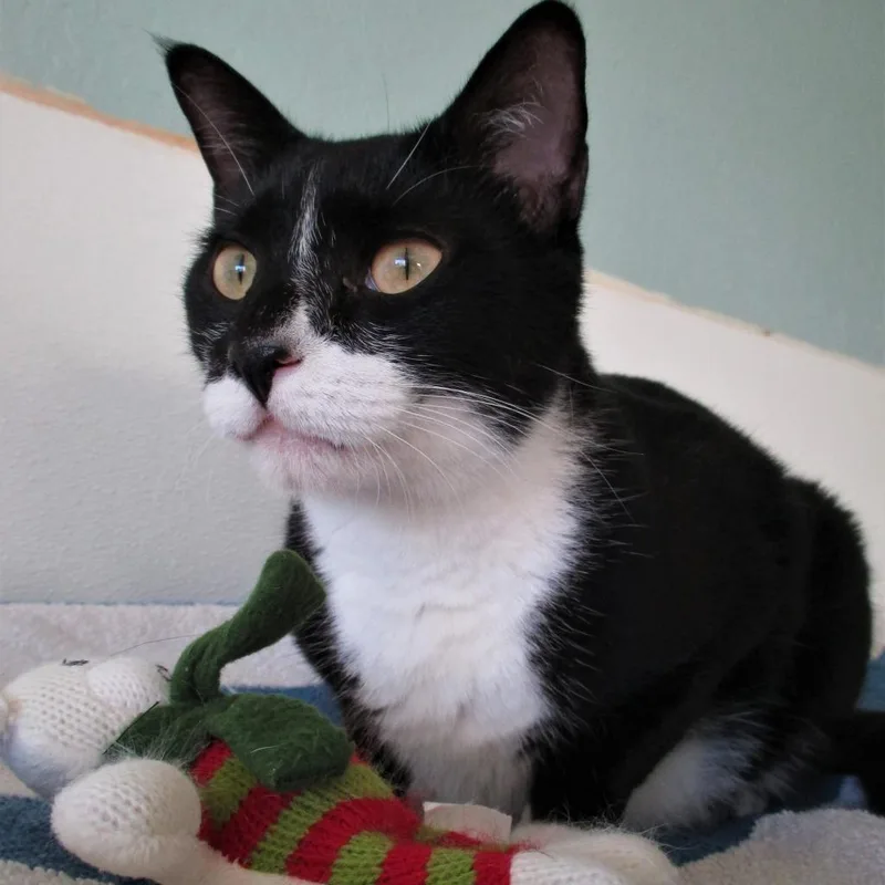 Mr. Boots thumbnail 3