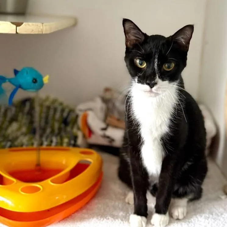 Mr. Boots thumbnail 4