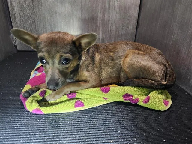 A young small-sized male Chihuahua dog named Papito for adoption in San Antonio, TX