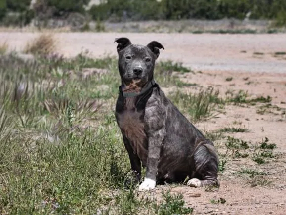 A young large-sized female Mixed Breed dog named River Song for adoption in Santa Fe, NM